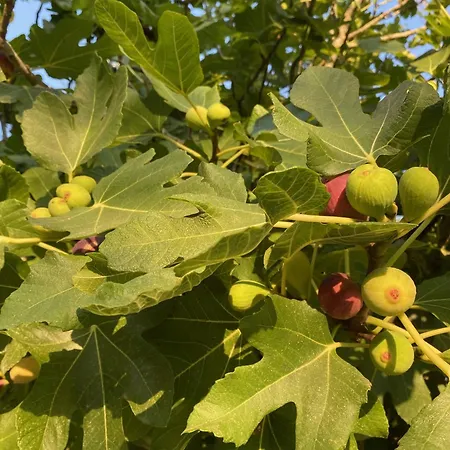 Tenuta Sidore * Cursi