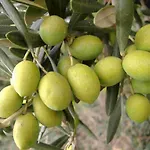 Tenuta Sidore Cursi