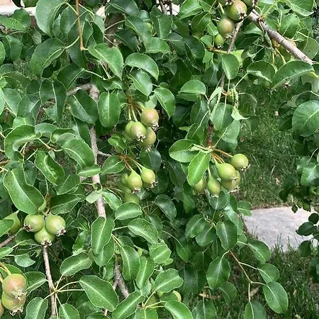 Tenuta Sidore *