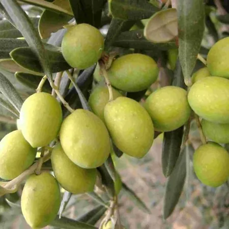 Tenuta Sidore Cursi